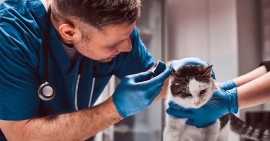 Veterinář